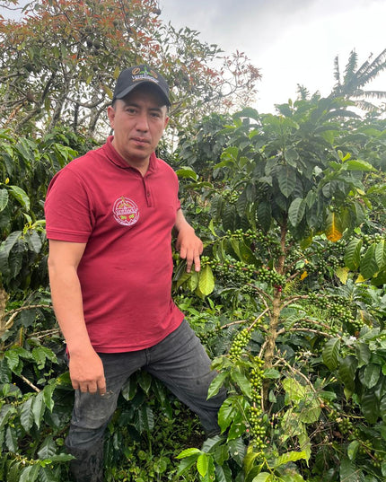 Pacamara - Natural