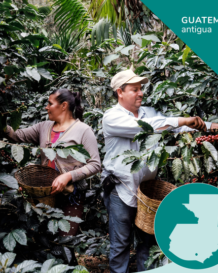 Guatemalan Single-Origin Coffee, Opaqa Antigua Essence