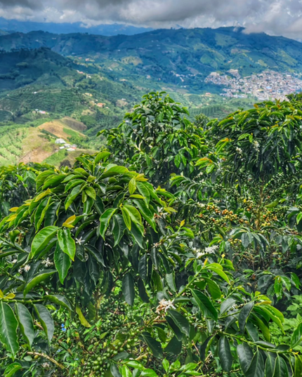 Orange Bourbon - Washed Espresso