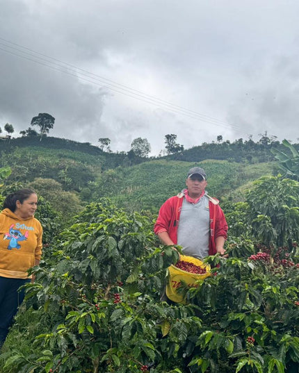 Gesha & Colombia Blend – Alchemy Steep (5-Pack)