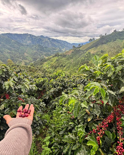 Gesha & Colombia Blend – Alchemy Steep (5-Pack)