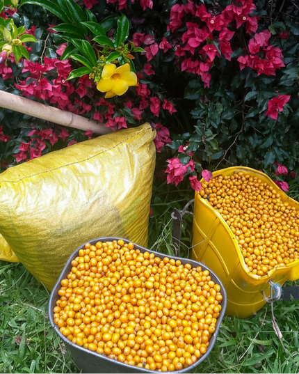 Yellow Bourbon - Natural