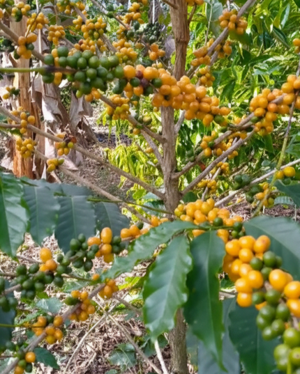 Yellow Bourbon - Washed Espresso