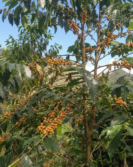 Yellow Bourbon - Natural