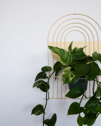 Arches Wall Planter