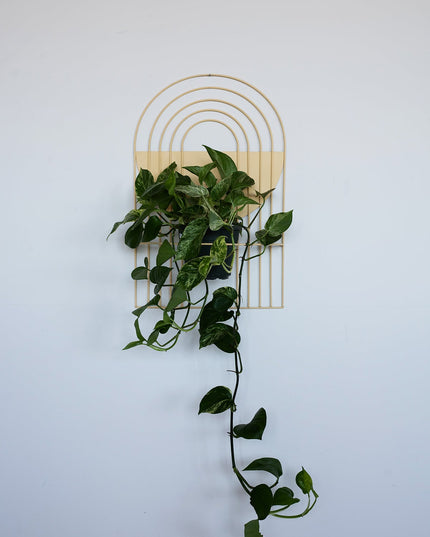 Arches Wall Planter