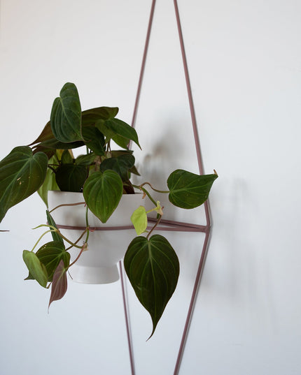 Diamond Eye Wall Planter