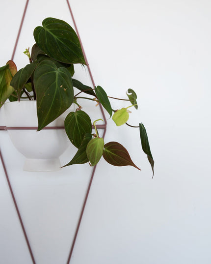 Diamond Eye Wall Planter